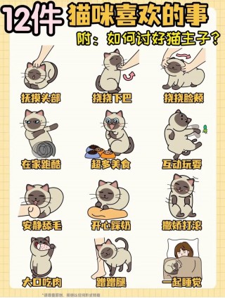 怎样让猫猫喜欢你，怎么让猫喜欢我？