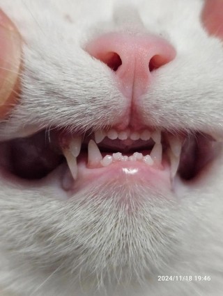 猫咪换牙有什么症状，（猫咪换牙什么症状啊）