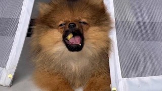 狗狗可以吃奶酪吗？狗能吃奶酪不（最新）