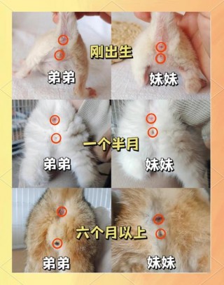 小猫咪怎么看公母，小猫咪怎么看公母最准确？