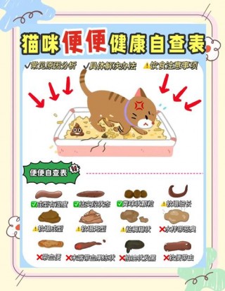 猫咪多大会自己排便？猫咪多大自主排便（最新）