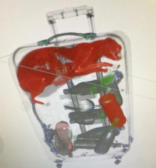 猫咪能过安检吗？猫咪能过安检吗现在（最新）