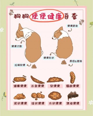 几个月训练狗狗大小便，几个月训练狗狗大小便了？