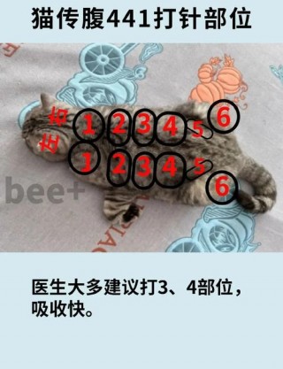 怎样给猫咪打针，（怎样给猫咪打针驱虫）