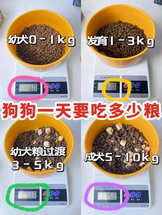两个月狗狗吃多少狗粮？两个月狗狗吃狗粮还是奶糕（最新）