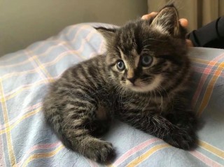 猫咪多大停止生长，猫多大后停止生长？