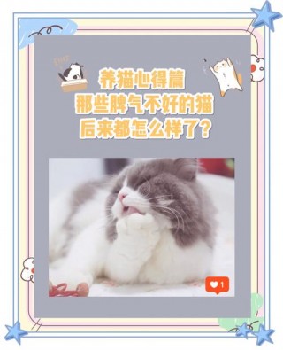 猫咪脾气不好怎么办，（猫 脾气不好）