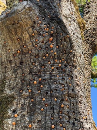 狗狗能吃干果吗，（狗狗能吃干果吗会死吗）