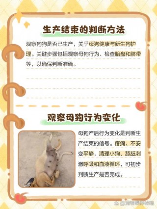 怎么才知道狗狗生完了，（怎么看狗狗生完了还会不会生）