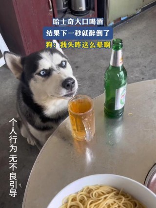 狗狗喝啤酒会怎样，狗喝啤酒有事吗？