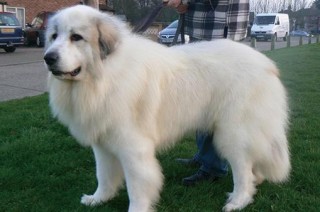 狗狗见狗就咬怎么办？狗狗见着狗就咬怎么办（最新）