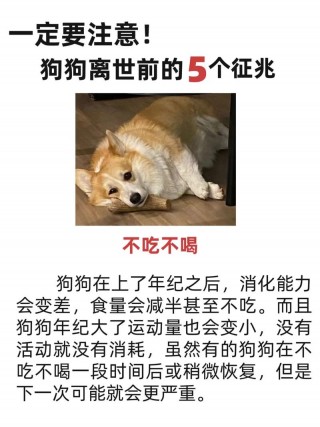 狗狗可以吃鸽子吗？狗狗可以吃鸽子肉吗（最新）