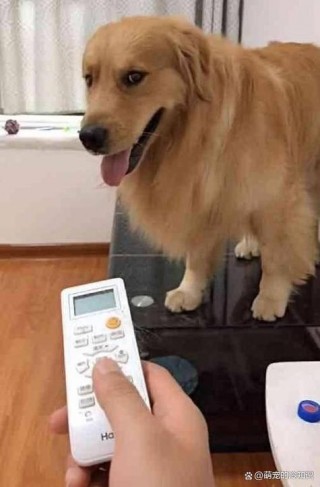 狗狗吹空调要注意什么？狗狗吹空调要注意什么细菌（最新）