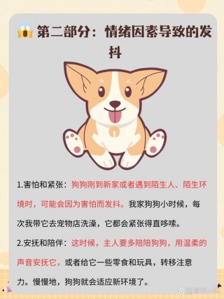 狗狗发抖是什么原因，比熊狗狗发抖是什么原因？