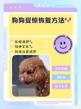 狗狗惊吓过度怎么恢复？狗狗惊吓过度恢复要多久（最新）