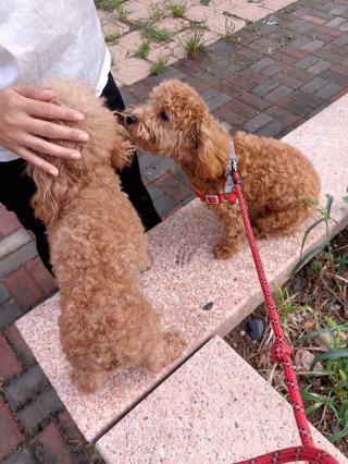 狗狗多大可以出去溜，（幼犬一般几天认主人）