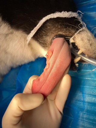 狗狗舌头出血了怎么办，狗狗舌头出血怎么回事？