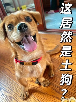 狗狗多大能听懂人话，（小狗多大能听明白你说话）