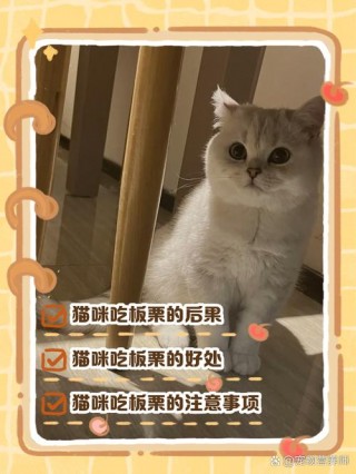 猫咪可以吃板栗吗，（猫能吃板栗嘛?）