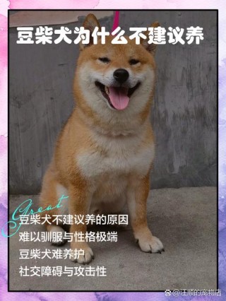 狗狗能吃豆类吗？狗狗能吃豆类吗有营养吗（最新）
