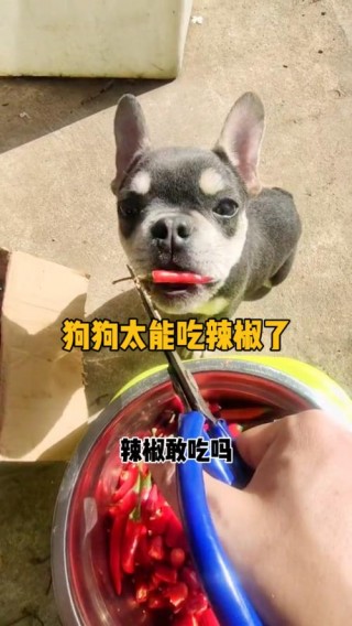 狗狗能吃辣的东西吗？狗狗可以吃辣吗（最新）