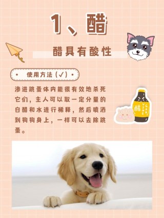 狗狗喝醋有什么好处，（狗狗喝醋有什么危害）