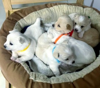 狗狗可以喝优酸乳吗，（狗狗可以喝乳酸饮品吗）