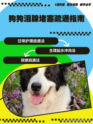 狗狗泪腺堵塞怎么办？狗狗泪腺堵了怎么办（最新）