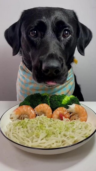 狗狗可以吃水煮虾吗，狗能吃水煮虾嘛？