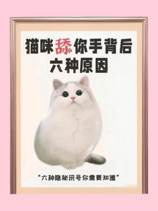 猫咪为什么老是舔人？猫为什么总是舔主人的（最新）