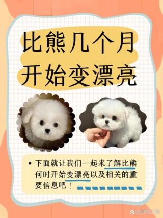 狗狗多久遛一次，（狗狗应该多久遛一次）