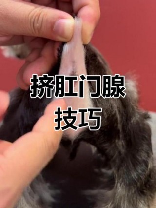 猫咪肛门腺怎么挤，（猫咪肛门腺怎么挤怎么治疗）