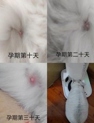 猫猫几个月可以怀孕，猫咪几个月可以怀孕生宝宝？