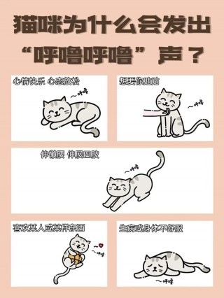 猫咪发出咕噜咕噜的声音，猫咪发出咕噜咕噜的声音往你身上蹭？