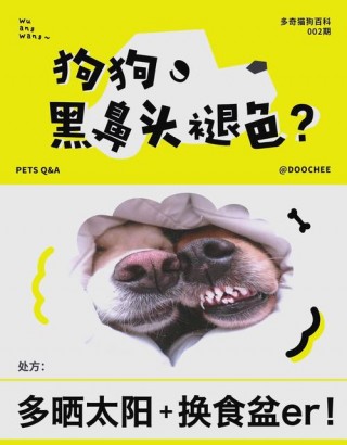 狗狗鼻子褪色怎么恢复，（狗狗鼻子褪色了还能变黑吗）
