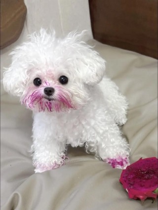 泰迪狗狗的名字大全，泰迪狗狗名字大全女寓意好？