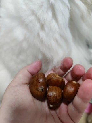 猫咪能吃板栗么？猫咪可不可以吃板栗（最新）
