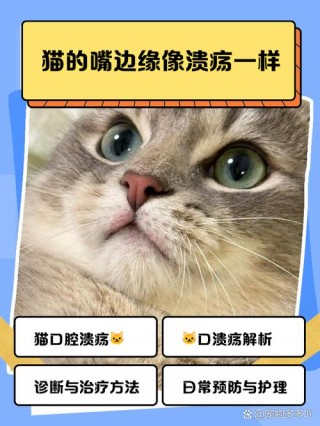 猫咪口腔溃疡怎么办，猫咪口腔溃疡吃什么药好得快？