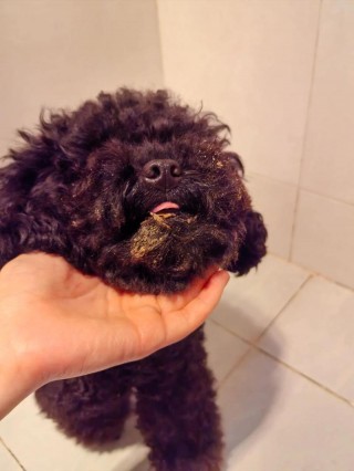狗狗可以吃肉松吗，狗狗可以吃肉松拌饭吗？