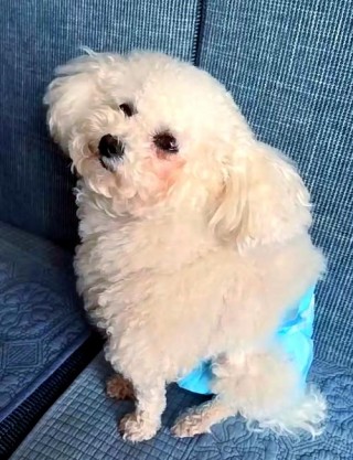 狗狗产后热症状有哪些，狗狗产后高热怎么办？