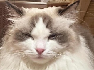 猫咪流泪打喷嚏，（猫咪流泪打喷嚏流鼻涕是什么原因）