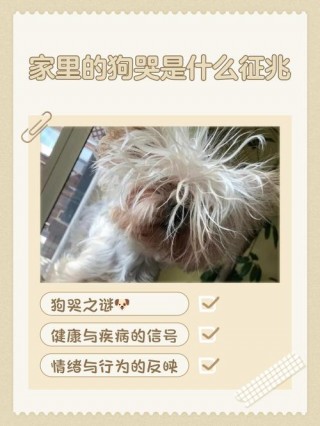 狗狗哭了代表什么预兆，狗狗哭了是什么意思？