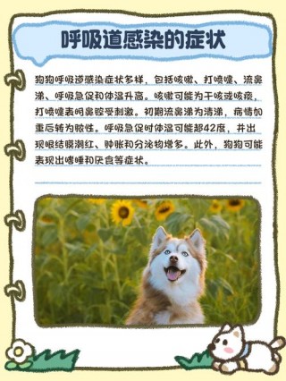 狗狗呼吸道感染症状，（狗狗呼吸道感染症状是什么）