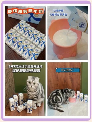 猫咪可以喝舒化奶吗，猫能喝舒化奶救急吗？