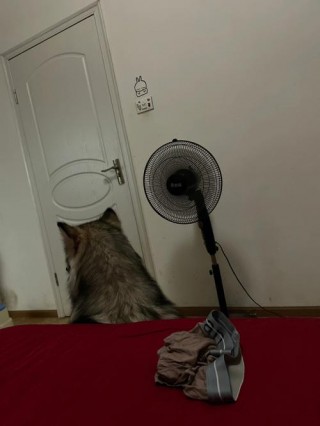 狗狗吹电风扇会感冒吗，（狗狗吹风扇会觉得凉爽吗）