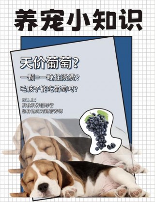 狗狗可以吃葡萄吗，狗狗可以吃葡萄吗比熊？