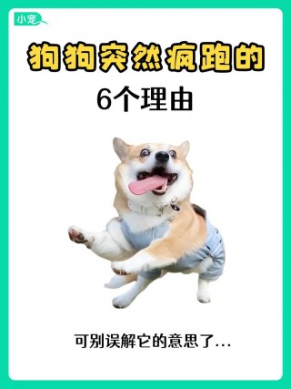 狗狗出门太兴奋怎么办，狗狗每次出门都很兴奋？