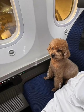 坐飞机怎么托运狗狗，坐飞机托运狗狗流程？