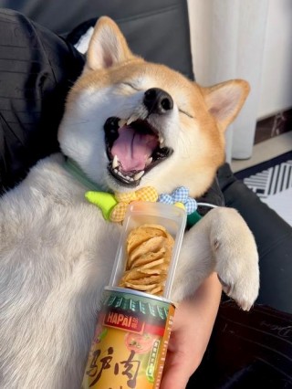 狗狗能吃薯片吗，（狗狗能吃薯片吗零食）