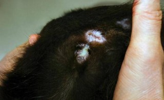 猫咪鼻子有黑色分泌物，猫咪鼻子有黑色的脏东西？